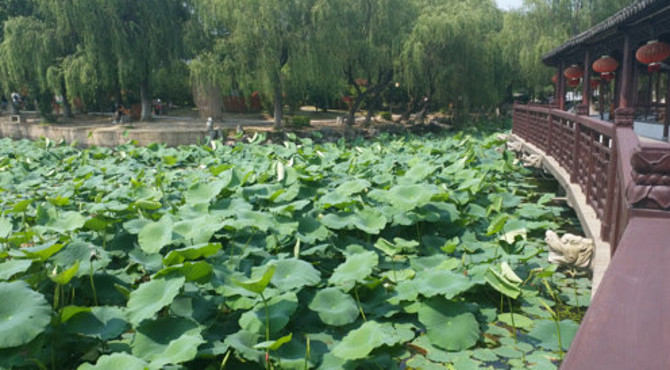 游玩|逛北湖景区百花千树避暑好去处