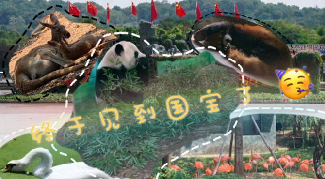 人生第一次去动物园看大熊猫，结果攻略没做好闹出个乌龙