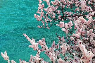 【绝色新疆·南疆塔莎杏花】木吉火山口 +塔莎古道+ 莎车古城 +班迪尔湖 +盘龙古道 +喀什 +大同乡+ 塔尔乡杏花7日游