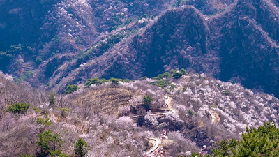 【北京一周一山·桃花山谷】踏青赏花丨徒步北京隐藏版“桃花海”+休闲摄影漫步花海~
