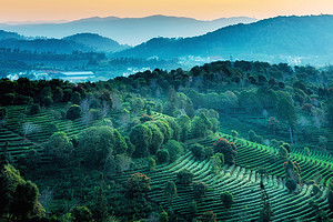 【又见云南 · 云南虫谷8日】昆明+哀牢山+无量山樱花谷+沧源翁丁+千年崖画+龙摩爷+孟连+老达保+景迈山樱花+版纳8日游