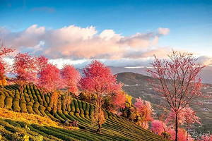 【又见云南·金秋花事7日】无量山樱花谷-腾冲银杏村-瑞丽-芒市金银塔-热带雨林-奇幻热海-和顺古镇-柏联温泉-诺邓古村-巍山古城7日游