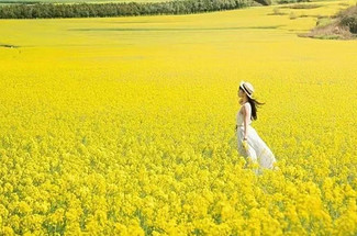 【云南千山花海·滇东南7日】昆明+圆通山樱花+抚仙湖+建水古城+坝达梯田+多依树观日出+阿者科蘑菇屋+爱春蓝梯田+碧色寨+普者黑+坝美+罗平油菜花+金鸡峰日出+九龙瀑布+弥勒东风韵+7天6晚休闲游+2-8人小包团&8人小车团