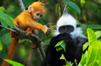 【极边秘境·崇左5日】德天瀑布+边关风情+明仕骑行+花山岩画+龙宫+白头叶猴五日游