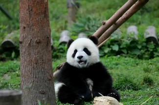 【熊猫义工VIP1日体验】带你深度体验熊猫义工铲屎官！揭露国宝成长的秘密，看与众不同的"传奇熊生”