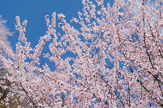 【北京一周一山·鹞子峪】解锁北京赏花秘境+徒步打卡长城脚下的隐秘桃源！