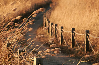 【北京一周一山·野鸭湖】休闲摄影丨6公里徒步丨蒹霞苍苍，白露为霜丨秋冬限定金色芦苇荡+闲逛永宁古城