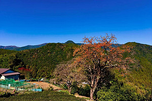 【行走日本·熊野古道5日】日本+熊野三山+那智瀑布+胜浦洞穴温泉+胜浦渔港+白浜市场+千叠敷+円月岛拱崖+桥杭岩+朝圣者之路日本熊野古道徒步5日