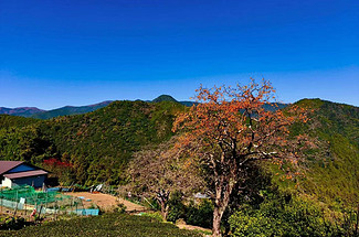 【行走日本·熊野古道5日】日本+熊野三山+那智瀑布+胜浦洞穴温泉+胜浦渔港+白浜市场+千叠敷+円月岛拱崖+桥杭岩+朝圣者之路日本熊野古道徒步5日