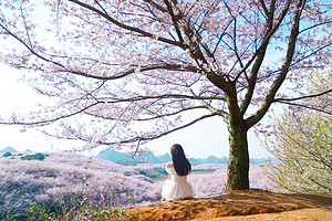 【行走贵州·又见樱花4日】 贵阳+平坝樱花+三江古道+羊皮洞瀑布+花季小众秘境山地徒步4日