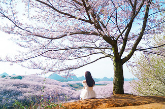 【行走贵州·又见樱花4日】 贵阳+平坝樱花+三江古道+羊皮洞瀑布+花季小众秘境山地徒步4日