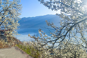 【大美梨花·春染川西6日】赏梨花+观贡嘎雪山+四姑娘山双桥沟+牛背山+金川梨花+墨石公园+中路藏寨+红海子+半自由行8人纯玩小团