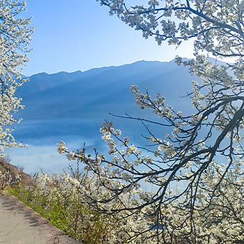 【大美梨花·春染川西6日】赏梨花+观贡嘎雪山+四姑娘山双桥沟+牛背山+金川梨花+墨石公园+中路藏寨+红海子+半自由行8人纯玩小团