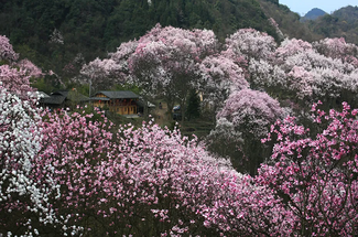 【寻春纪·辛夷九寨】成都+熊猫基地+吴家后山辛夷花+平武报恩寺+九寨沟/5日人文赏花之旅