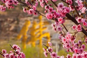 【北京一周一山·千灵山】京城踏青赏花胜地丨徒步千灵山，赏最美山桃花！