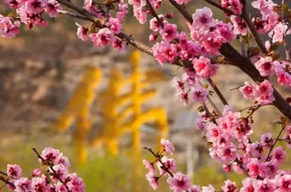 【北京一周一山·千灵山】京城踏青赏花胜地丨徒步千灵山，赏最美山桃花！