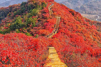 【北京一周一山·水峪村】休闲级丨8公里丨京郊徒步赏红叶+行摄漫山遍野的秋日美景+感受古村的秋日魅力！