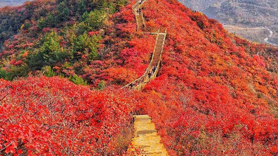 【北京一周一山·水峪村】休闲级丨8公里丨京郊徒步赏红叶+行摄漫山遍野的秋日美景+感受古村的秋日魅力！