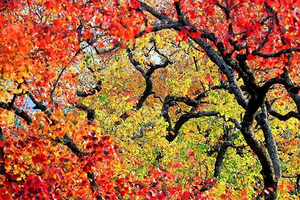 【北京一周一山·谷积山】初级丨12公里徒步丨赏谷积山红枫+探寻京西古道与佛寺遗迹+访灵鹫禅寺+摘野生柿子~