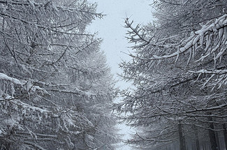 【北京一周一山·麻田岭】初级丨9公里丨探秘童话森林雪景+置身于北方的林海雪原+冬日徒步体验感满分！