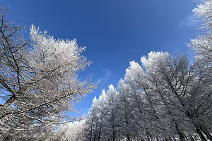 【北京一周一山·桦皮岭】漫步白桦林+打卡童话世界~