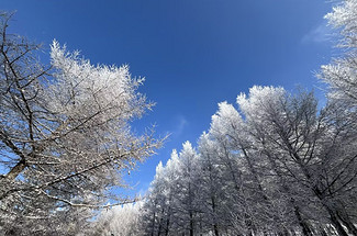 【北京一周一山·桦皮岭】漫步白桦林+打卡童话世界~