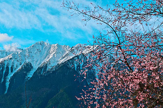 【西藏印象·桃花秘境6日】林芝+索松村+南迦巴瓦+波密桃花沟+嘎拉桃花村+高山牧场下午茶+雅鲁藏布江大峡谷+然乌湖+来古冰川+波密岗乡云杉林徒步+鲁朗小镇+无人机航拍纯玩6日