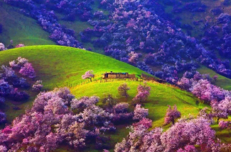 【绝色新疆-伊犁杏花 】伊犁杏花+吐尔根+ 那拉提冰百合+ 大西沟杏花+ 独山子大峡谷+ 赛里木湖+2-8人+6日游