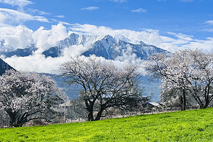 【大美川藏10日】 林芝桃花+金川梨花+毕棚沟+甲居藏寨+墨石公园+然乌湖+米堆冰川+南迦巴瓦峰+索松村/雅鲁藏布大峡谷10日游