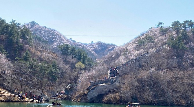 【北京一周一山·黄花城水长城】北京踏青好去处：春季限定的水长城，山花烂漫，融青山、碧水、长城于一体，颇有一番塞外景、江南风的韵味~