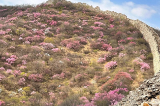 【北京一周一山·样边长城】探秘明长城样板：漫步样边长城秘境+在山川间邂逅春日的诗意+这座冷门长城藏着惊喜！