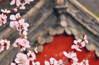 【北京一周一山·天泉寺-栖隐寺】女神节特惠38元丨探寻京西紫禁城神隐地+栖隐寺桃花盛开，徒步赏花正当时！