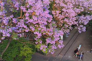 【又见云南·蓝花楹漫游6日】昆明蓝花楹+西昌蓝花楹+七里坝高山杜鹃+螺髻山九十九里温泉+建昌古城+元谋土林+攀枝花+东川红土地2-12人小团