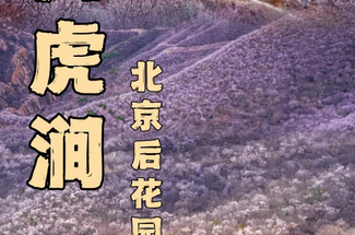 【北京一周一山·白虎涧】北京春季赏花徒步的天花板丨北京后花园看桃花漫满山+赏燕平八景~