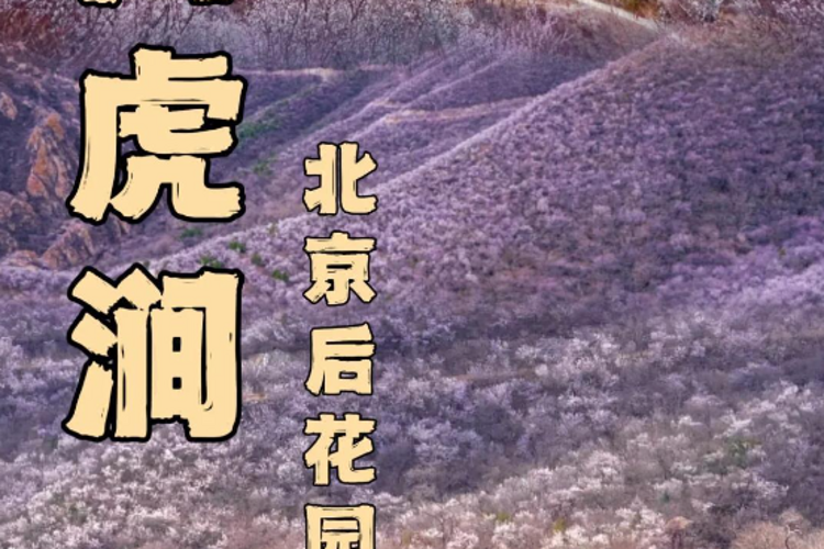 【北京一周一山·白虎涧】北京春季赏花徒步的天花板丨北京后花园看桃花漫满山+赏燕平八景~