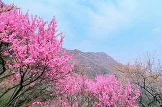 【北京一周一山·涞水桃花栈】春日桃花盛宴丨探秘涞水桃花栈，沉醉于春日花海~