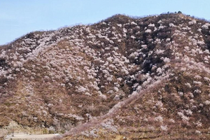 【北京一周一山·石佛岭古道】门头沟石佛岭“空中栈道”赏花徒步：古道、断崖、古村与春日盛景~