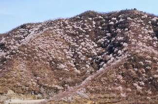 【北京一周一山·石佛岭古道】门头沟石佛岭“空中栈道”赏花徒步：古道、断崖、古村与春日盛景~
