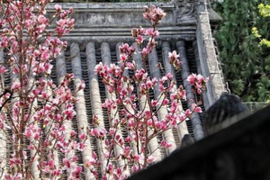【北京一周一山·大觉寺】会员周限量尊享9.9元丨大觉寺徒步踏青赏花丨山寺桃花始盛开，漫步古寺山林，寻访京西春日~