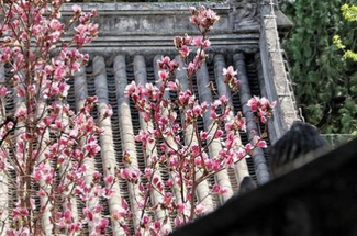 【北京一周一山·大觉寺】大觉寺徒步踏青赏花丨山寺桃花始盛开，漫步古寺山林，寻访京西春日~