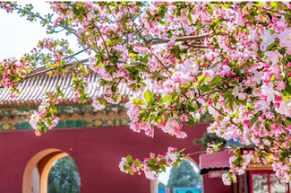 【北京一周一山·明十三陵】春日盛景与古建静谧之美丨春光明媚，踏青赏花，春游十三陵，一片春意盎然~