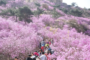 【北京一周一山·大北梁】大北梁的春日秘境：穿越大北梁山脊线，徜徉于花海之中~
