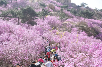 【北京一周一山·大北梁】大北梁的春日秘境：穿越大北梁山脊线，徜徉于花海之中~