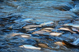 【一生必看！华子鱼洄游4日】穿越北疆风景大道+观华子鱼洄游生命奇迹+赏达里湖日落+塞尔达美景大青山+畅玩布日敦沙漠+美林谷+户外纯玩+38人舒适团~