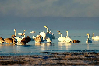 【五一·克旗全景5日】达达线+美林谷+康宁寺+玉龙沙湖沙漠畅游+达里湖华子鱼洄游与候鸟迁徙+乌兰布统+越野车穿越+多i伦湖+深度5日游！