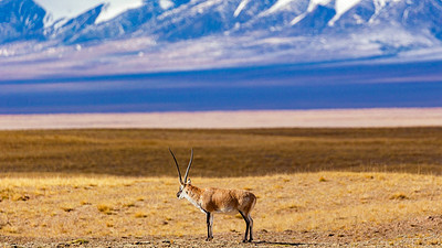 【遇见西北 · 大环线10日】西宁+青海湖骑行+黑马河+茶卡盐湖日落+德令哈+察尔汗盐湖+可可西里+昆仑神泉+玉珠峰+水上雅丹+西台吉乃尔湖+莫高窟+鸣沙山月牙泉日落+嘉峪关长城+张掖+七彩丹霞日落祁连山草原+门源油菜花+2-8人小包团