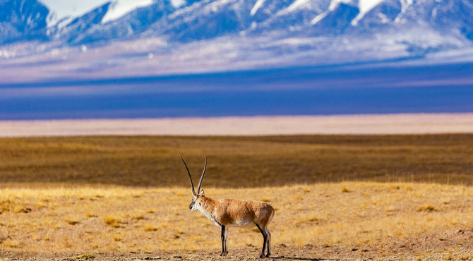 【遇见西北 · 大环线10日】西宁+青海湖骑行+黑马河+茶卡盐湖日落+德令哈+察尔汗盐湖+可可西里+昆仑神泉+玉珠峰+水上雅丹+西台吉乃尔湖+莫高窟+鸣沙山月牙泉日落+嘉峪关长城+张掖+七彩丹霞日落祁连山草原+门源油菜花+2-8人小包团