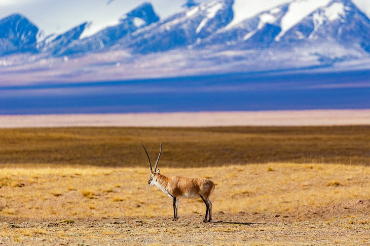 【遇见西北 · 大环线10日】西宁+青海湖骑行+黑马河+茶卡盐湖日落+德令哈+察尔汗盐湖+可可西里+昆仑神泉+玉珠峰+水上雅丹+西台吉乃尔湖+莫高窟+鸣沙山月牙泉日落+嘉峪关长城+张掖+七彩丹霞日落祁连山草原+门源油菜花+2-8人小包团