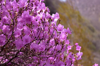 【北京一周一山·黄梁根杜鹃花】北京密云黄粱根映山红峡谷：探访隐秘杜鹃花海的迷人魅力~