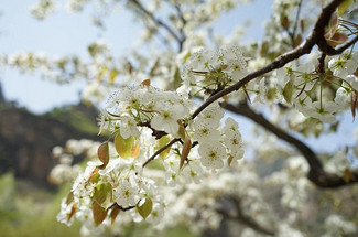 【北京一周一山·大滩梨花梯田】探寻大山深处世外桃源+春日赏花摄影